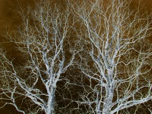 trees-haunted-pennymathews