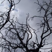 tree branches - dark sky